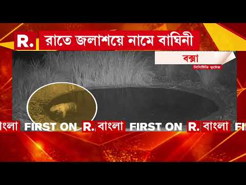 বিহার থেকে বক্সায় আনা হয়েছে বাঘিনী। ২ অক্টোবর বক্সার জঙ্গলে ছাড়া হবে বাঘিনীকে