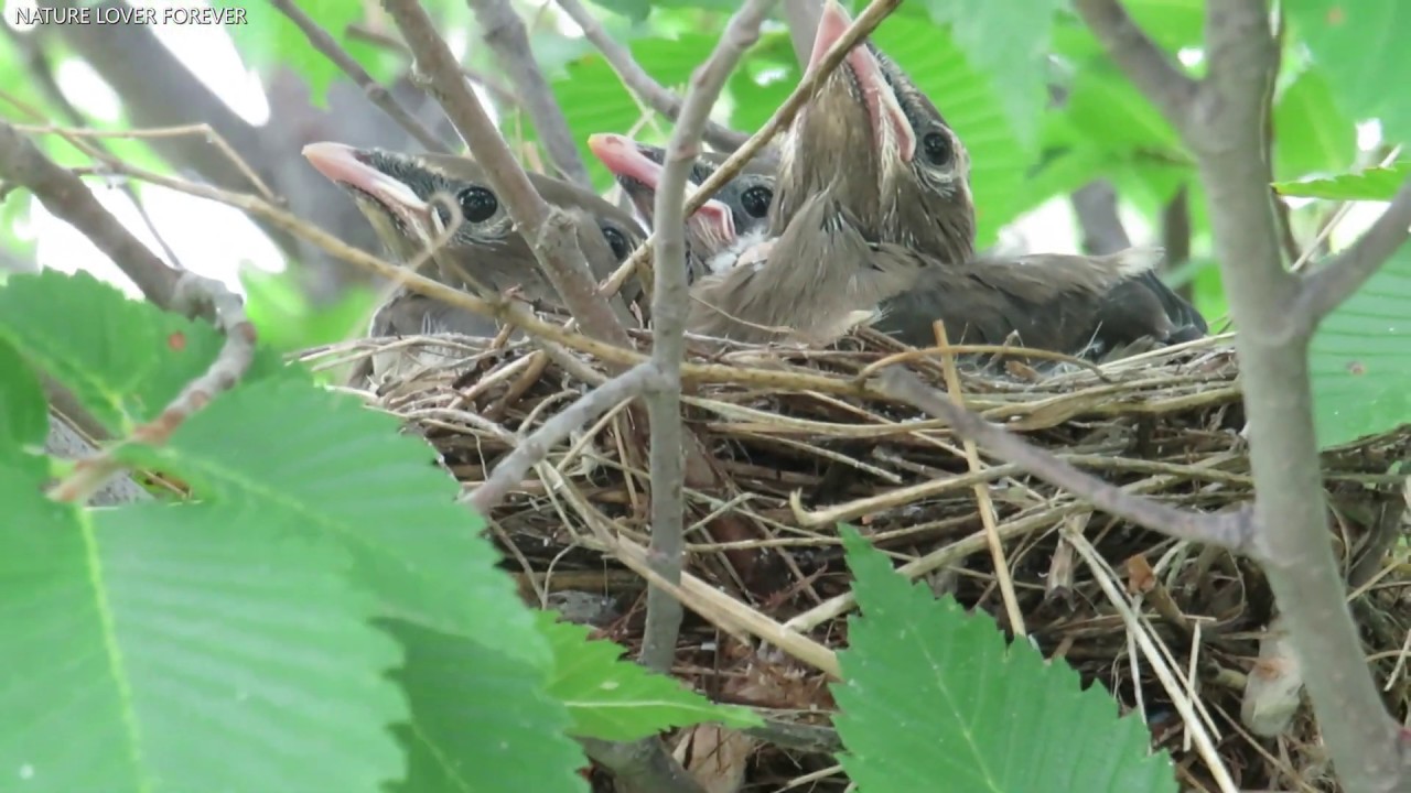 Cedar Waxwing and Chicks ( Final part ) YouTube