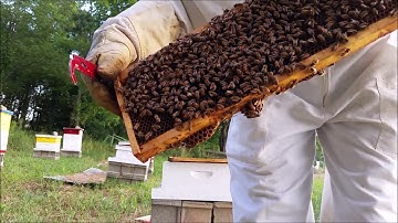 Basic Bee Hive Post Split Inspection