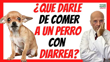 ¿Cuánto pollo y arroz dar de comer a un perro con diarrea?