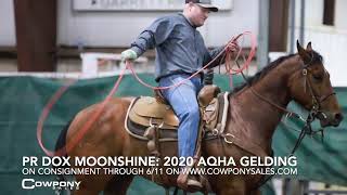 2020 AQHA Bay Gelding: Switch Ender & Ranch Horse