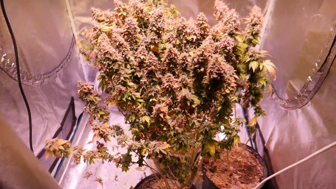 BIG NUG HARVEST OPTIC 4 LED KERA GENTICS
