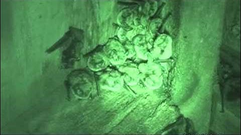 BatGuy.org - 3 - 300 or more bats in attic