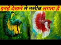 Betta fish ||  fish  ||  fish tank