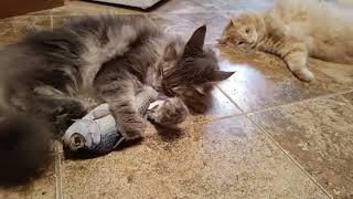 Two Maine Coons went fishing by moustiq77 138 views 1 month ago 4 minutes, 22 seconds