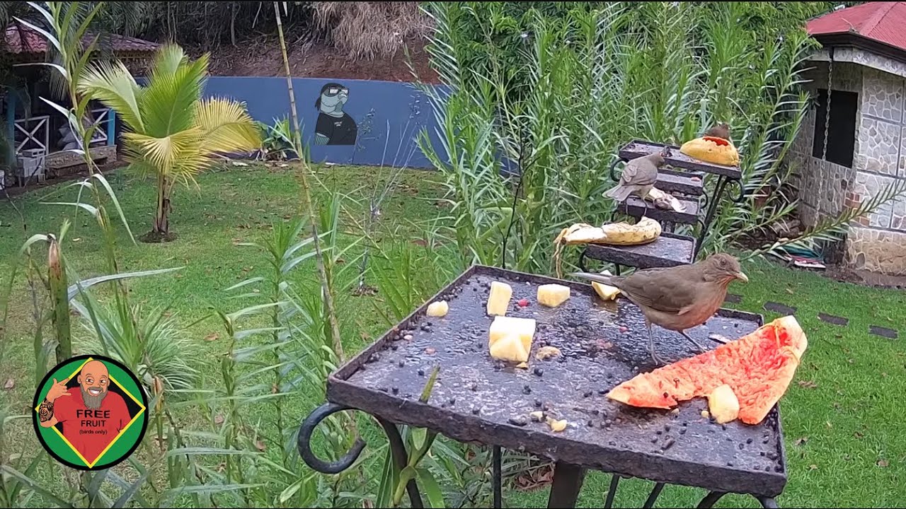 Costa Rica Live Bird Fruit Feeder Cam Gingerbread Nuevo Arenal YouTube