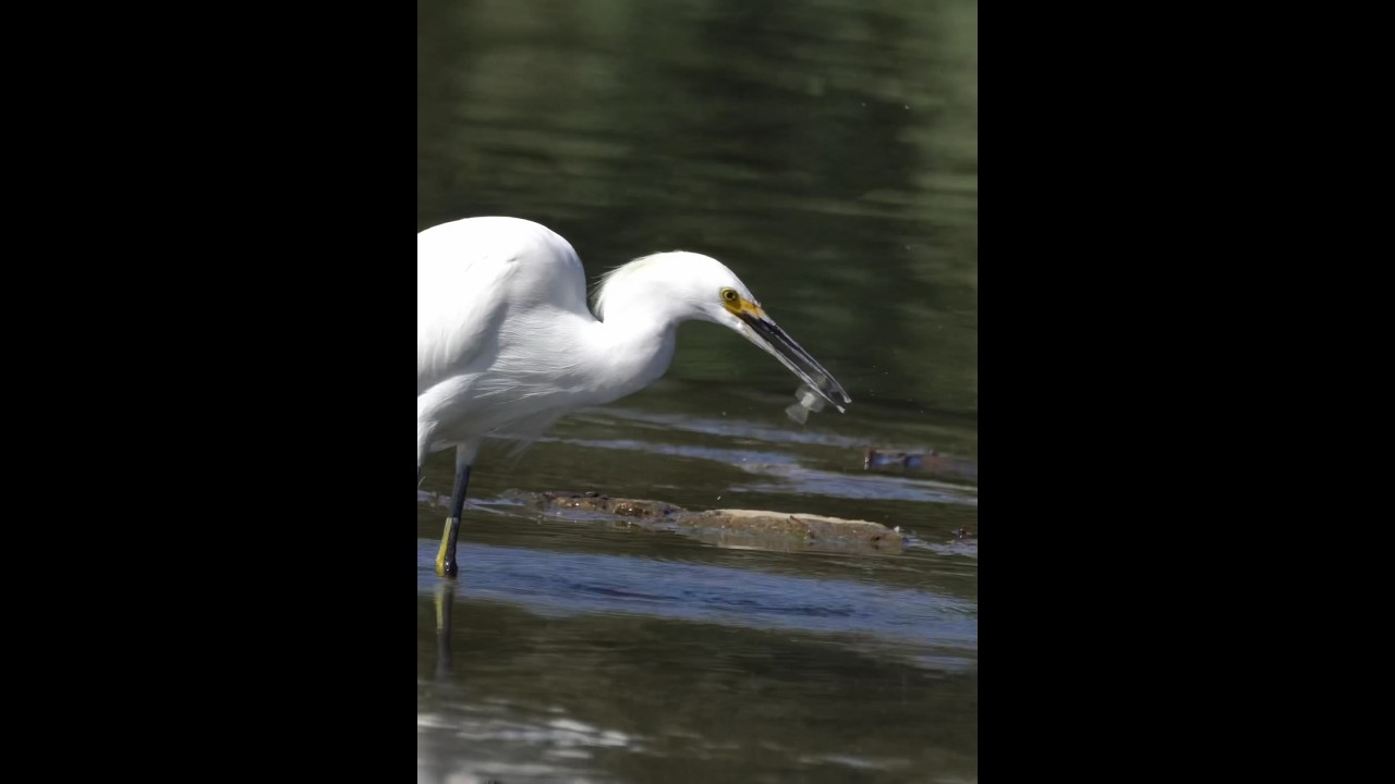 Snowy Egret catches fish. Just listen to that CRUNCH | bird videos | nature and wildlife videos
