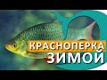 Где краснопёрка обитает зимой. ЛУЧШИЕ НАЖИВКИ для краснопёрки.  Рыбалка с Деки Орка.