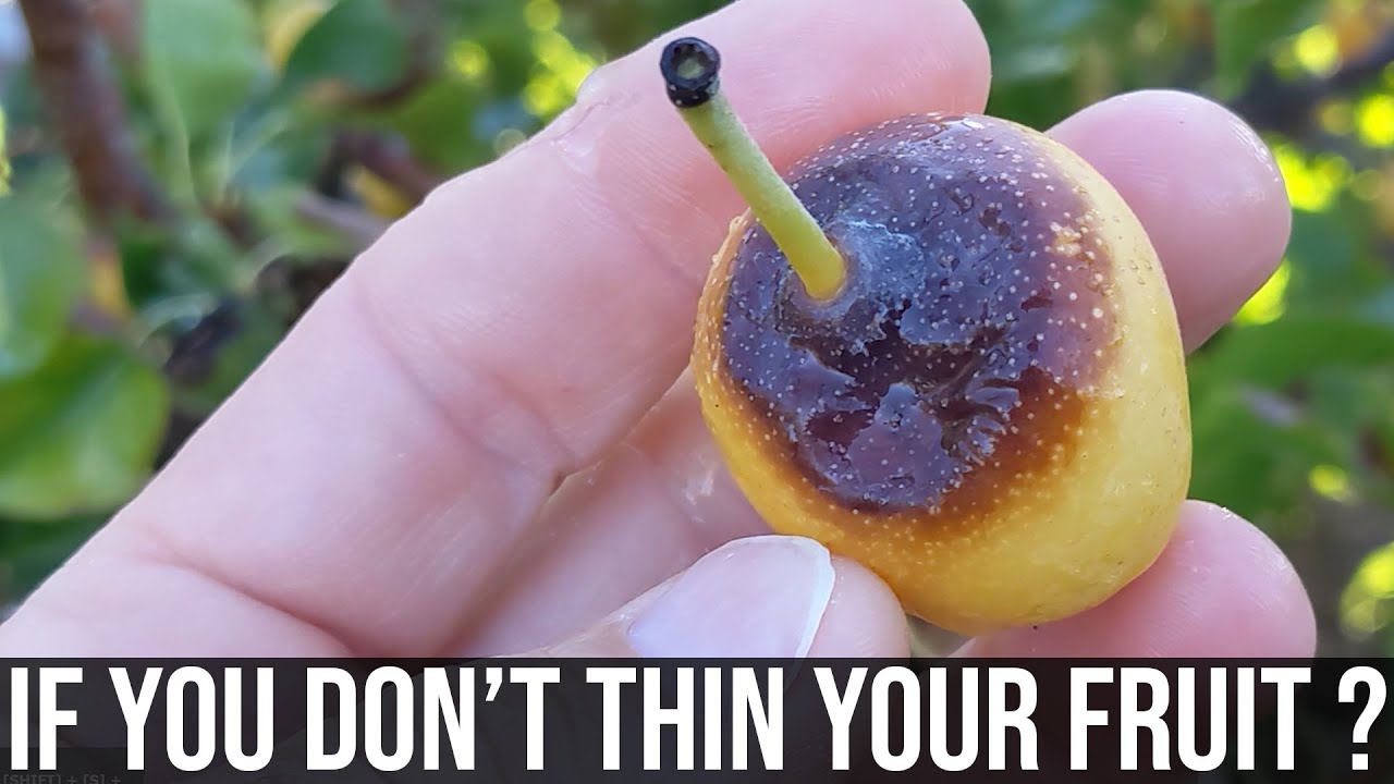 What happens if you don't thin your fruit tree? Asian Pear and Apple trees in the desert.