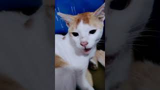 আমি কিভাবে আমার বিড়াল এর সাথে খেলা করি। তবে ও আমার সঙ্গে খেলার জন্য মোটেও প্রস্তুত ছিল না।#Muaaz screenshot 5