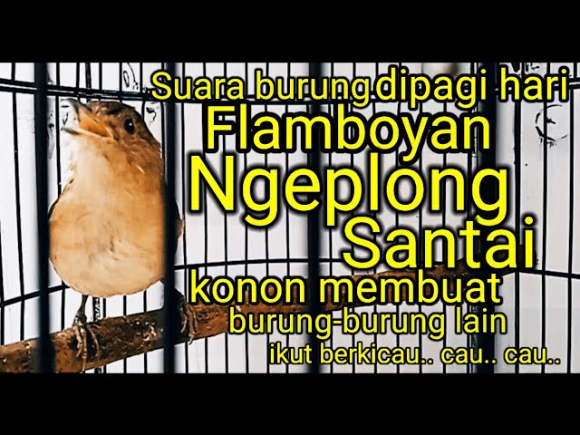 Pancingan burung flamboyan ngeplong santai class=