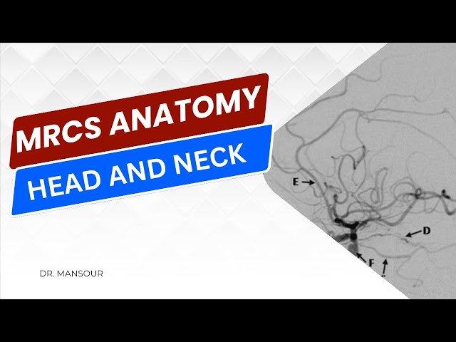 Optic nerve, Vestibulocochlear nerve, glossopharyngeal nerve and neck triangles class=