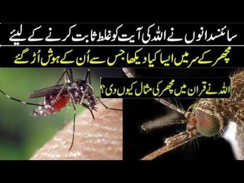 Why Did Allah Create Mosquitoes? The Answer Will Shock You | Miracle of ...