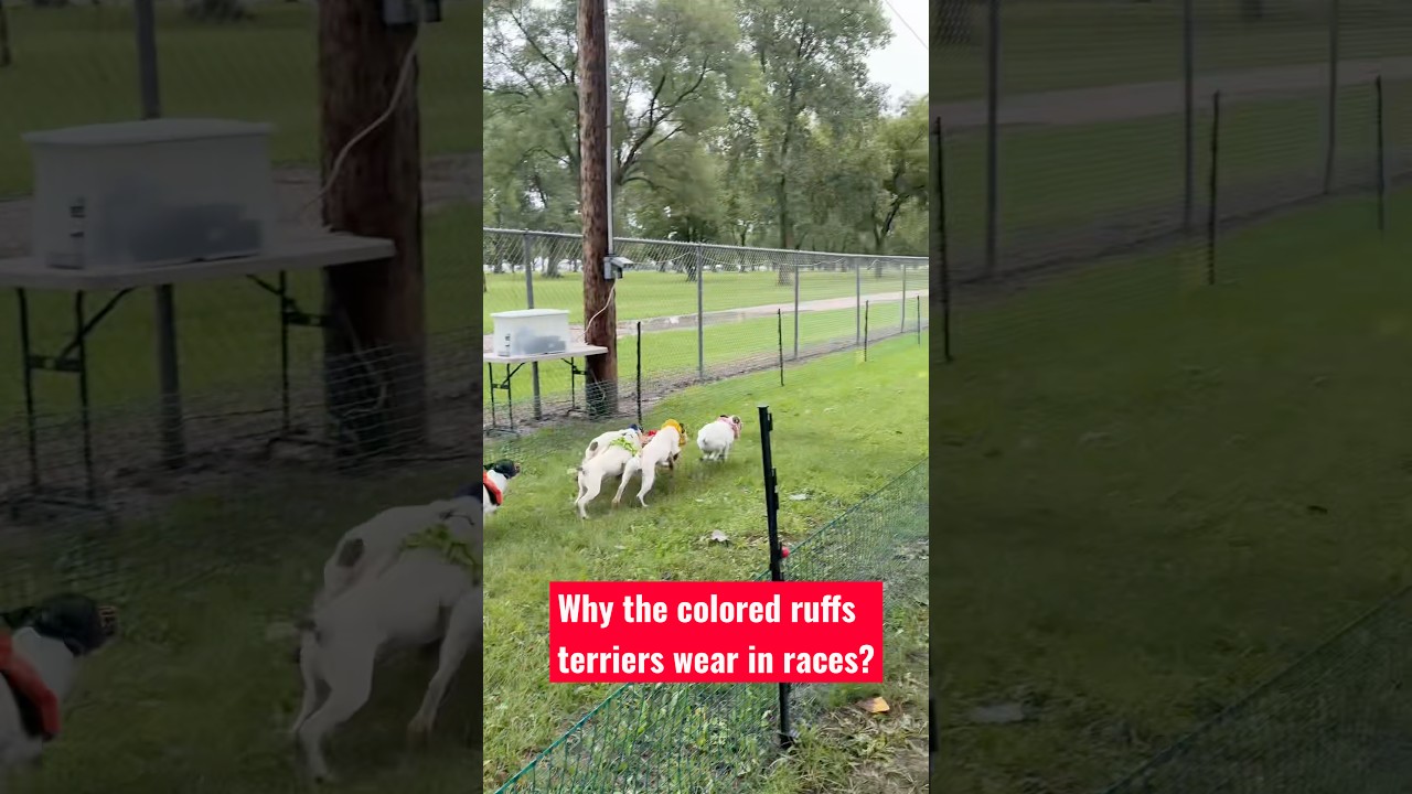 I got a lot of questions about why terriers wear their cute “scrunchies” or ruffs during racing!