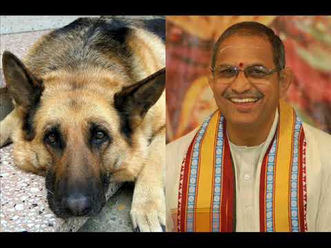 Funny incident with Dog ( కుక్క తో ఆట ) Brahmasri Chaganti Koteswara Rao Garu