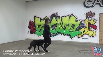 Hawk: Lesson 2 - Heel Pt 2, Adding The Verbal Heel Cue, Using Changes In Motion And Leg Movements