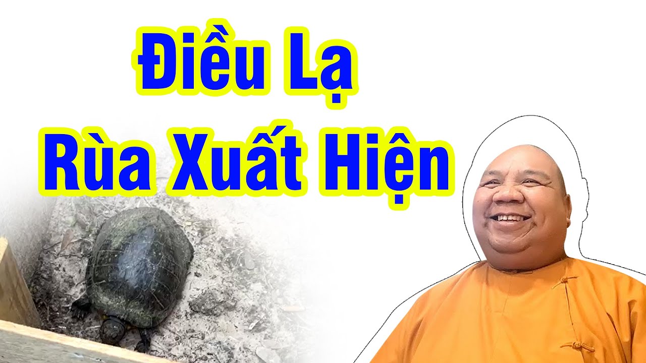 Hiện Tượng Lạ Chú Rùa Xuất Hiện Trong Vườn Thầy 22-05-2023 - Thích ...