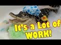 What it's Like to Have a Pet Alligator