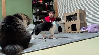 引っ越してきた子猫まもるくん和室ライブ