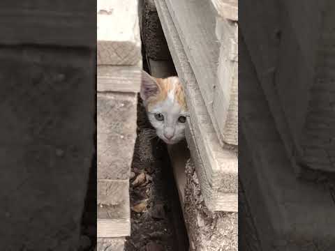 القطة الصغيرة تحب الإختباء        