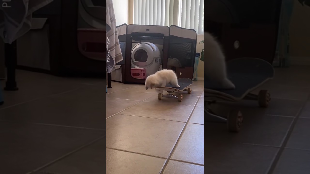 Funniest Cat Fails You’ll Watch Today! 😂 