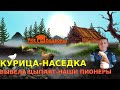 Курица наседка вывела цыплят-наши пионеры// "Мое Подворье"