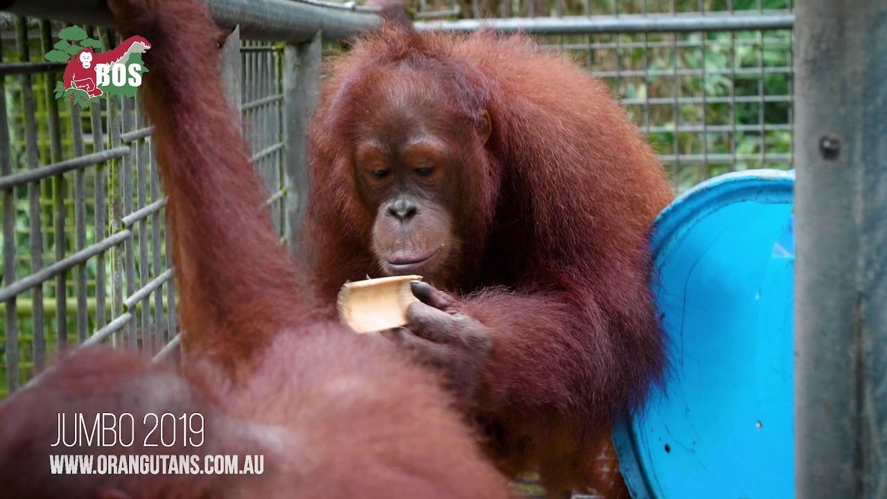 An Update on Jumbo the Orangutan July 2019