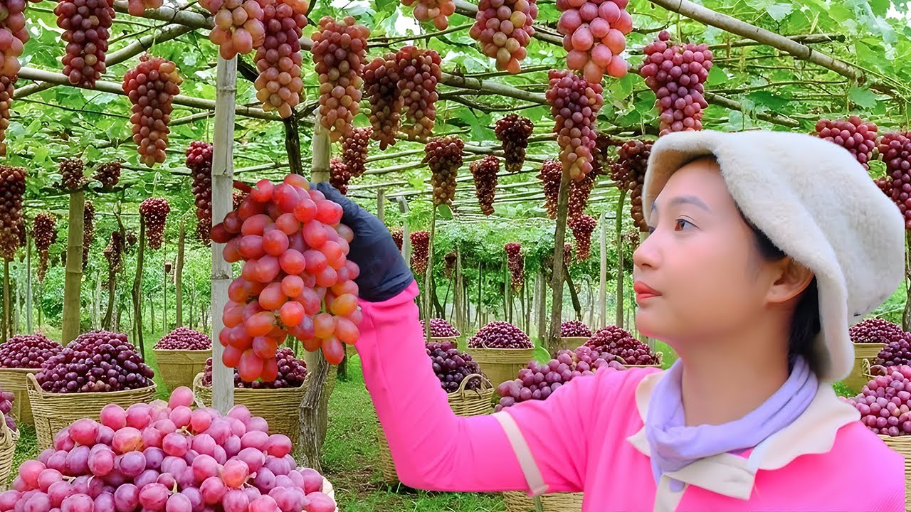 Harvesting Ripe Grapes & Selling at the Market | Cooking & Daily Farm Life with Ngoc Nha