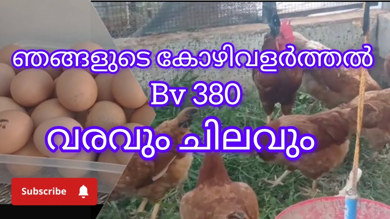 Bv 380 മുട്ടക്കോഴി വളർത്തൽ ലാഭമോ നഷ്ടമോ #poultryfarm#youtube#trending 