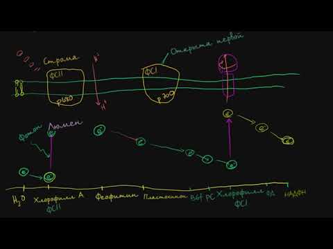 Видео: Разлика между циклично и нециклично фотофосфорилиране