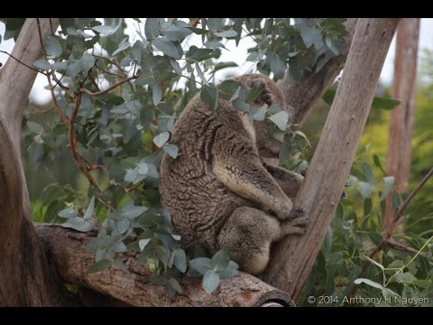 Koala show, Symbio Wildlife Park - YouTube