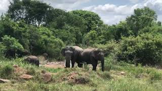 නදහස ඉනන එයල Tusker - දඝ 01