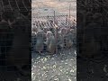 Monkey catching official  call 6300256475 #monkeycatching #funny #video #animals