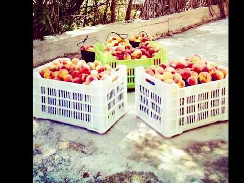 عتابا ودلعونة موسى زغيب