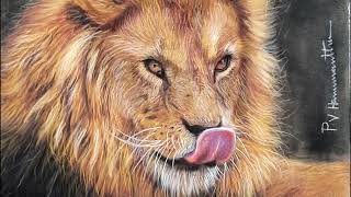 How to draw a Lion with soft pastels screenshot 3