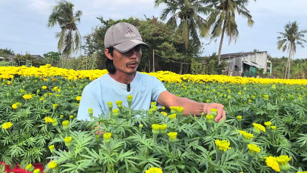 Trả lời câu hỏi phần bình luận về Hoa Vạn Thọ, Hoa Mâm Xôi, Hoa Cúc - Phần 10