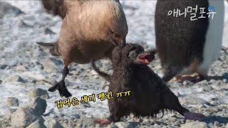 새끼 펭귄을 무자비하게 공격하는 남극도둑갈매기😨ㅣKBS 대기획 23.5 200303 방송