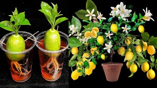 Growing a Lemon Tree from a Lemon Fruit | Nature’s Amazing Miracle