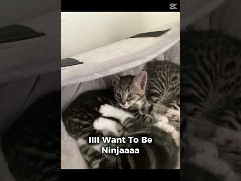 Ninjaaaa Kitten Ninja Haventpostedinawhile Shorts