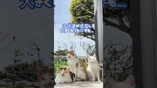 統率力がえぐい三毛猫家族の整列が可愛すぎた！ #shorts  #保護猫 #三毛猫 #猫のいる暮らし #子ネコ #ネコ #cat #ねこ #三毛猫家族 #庭猫