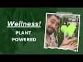 Plant parenthood how my indoor jungle turned into a mental health sanctuary 