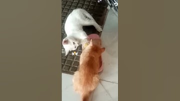 #القرآن_الكريم #راحة_نفسية #تلاوة_خاشعة #quran#cat #ihavethisthingwithplants #cuteanimal#duet#kitten