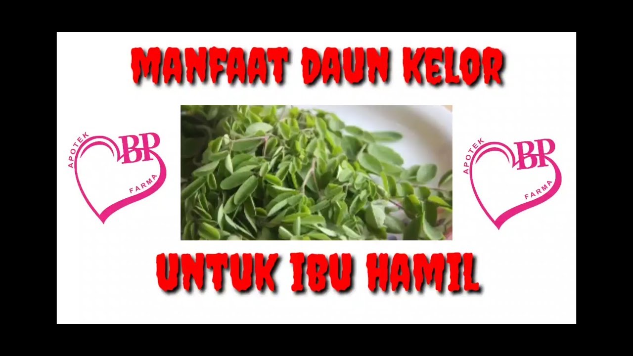 5 Manfaat daun KELOR bagi IBU HAMIL || Apotek BP Farma 