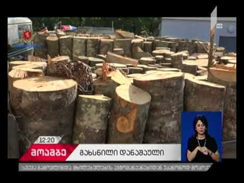 დაკავება ხე-ბუჩქნარის უკანონოდ გაჩეხვის ფაქტზე