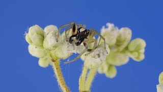 Jumping Spider from Ecuador