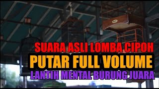 Suara Asli Lomba Sirtu / Cipoh : Putar Setiap Pagi Untuk Terapi Melatih Mental Burung Sirtu Mania