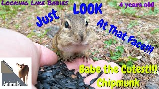 Babe The Cutest Chipmunk, Tame Chipmunk, wild Chipmunk, #chipmunks