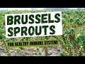 How Brussels Sprouts Affect The Immune System