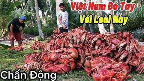 Rúng Động Đông Nam Á! Việt Nam Thất Bại Trước Cua Dừa Khổng Lồ – Lý Do Không Ngờ!”