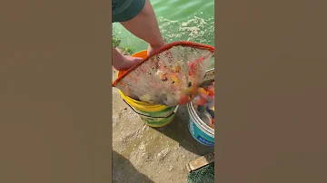 صيد اسماك الزينه 